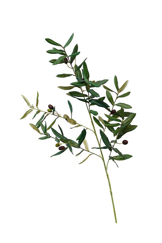 Olive Branch 104cm