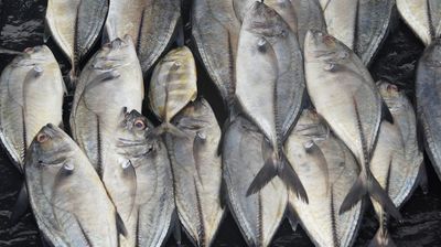 Chinchard
