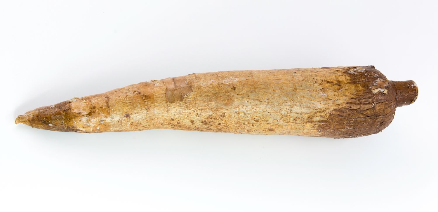Manioc