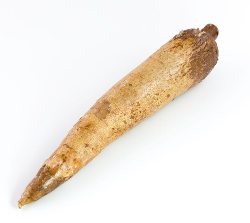 Manioc