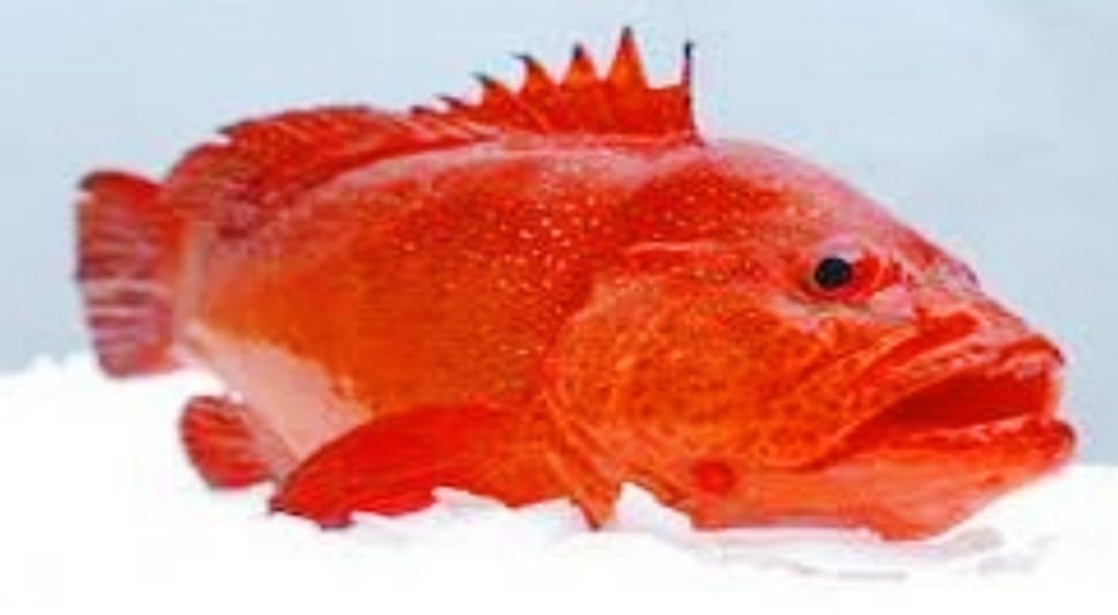 Mérou à pointes bleues