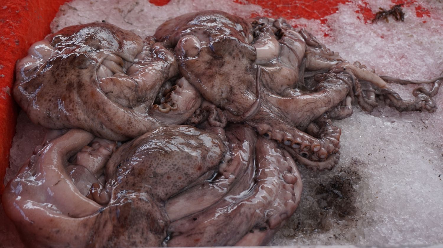 Poulpe pêche Atlantique 13 euros le kg