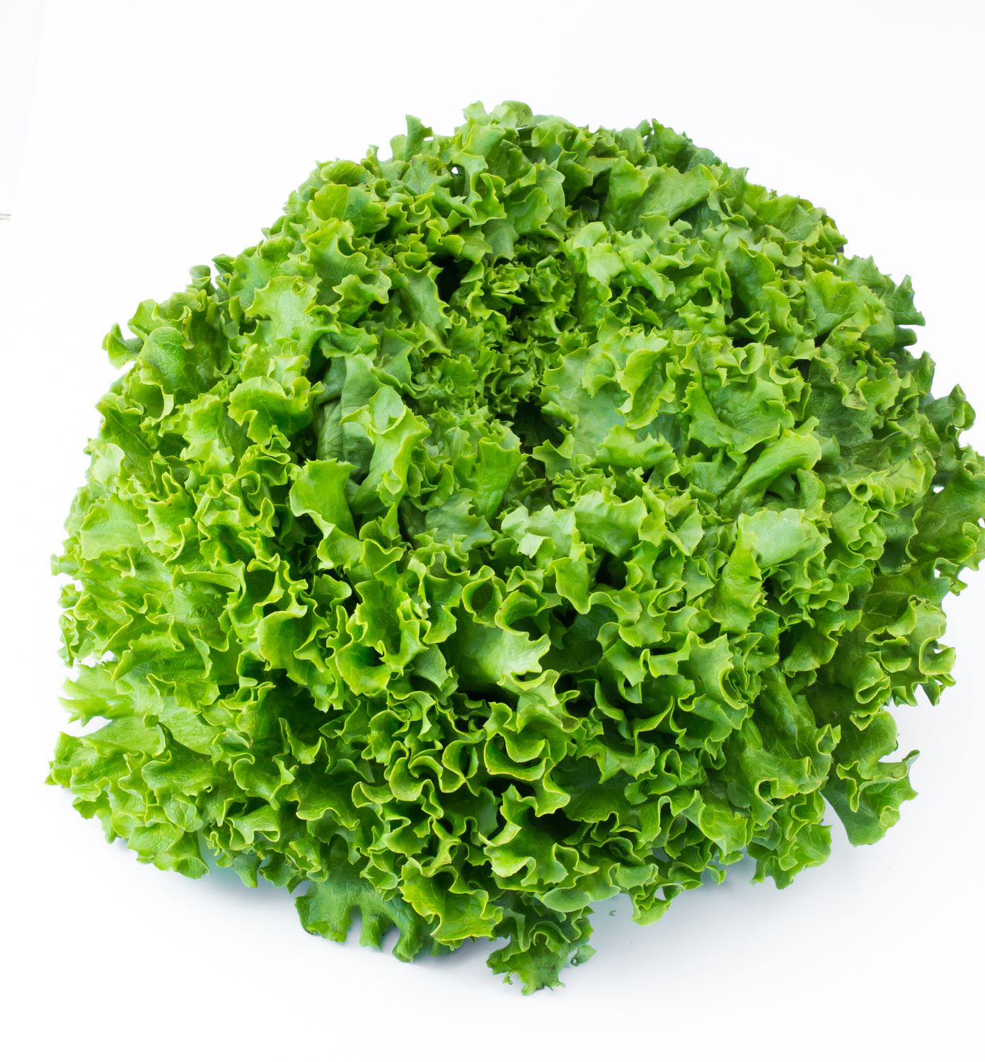 Salade "Batavia" Bio