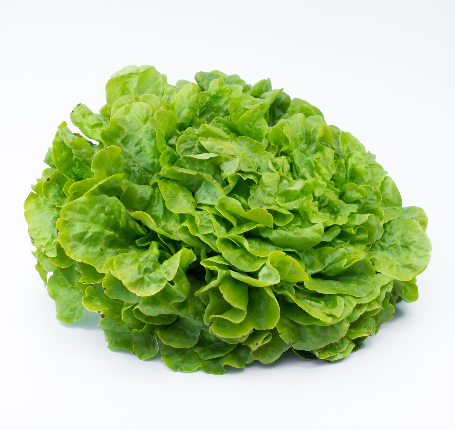 Salade "Batavia" Bio