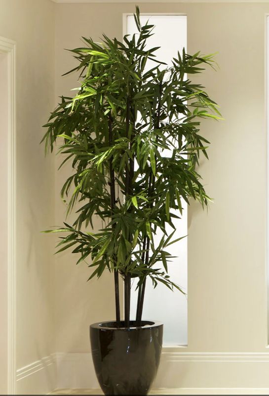 Large Tree/plant for front window