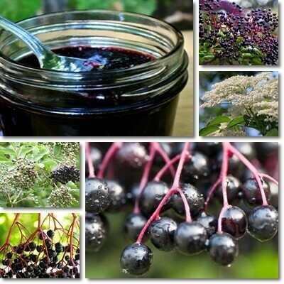 Elderberry Syrup