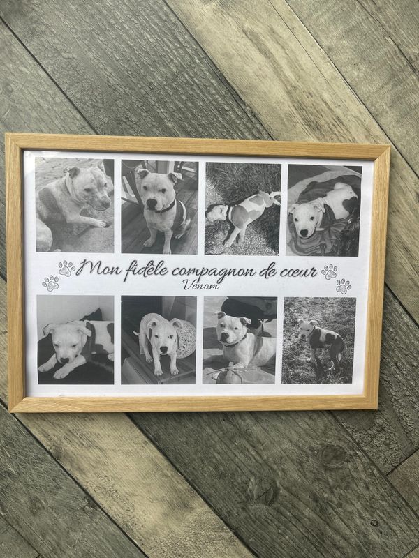 Cadre personnalisé - ANIMAL DE COMPAGNIE