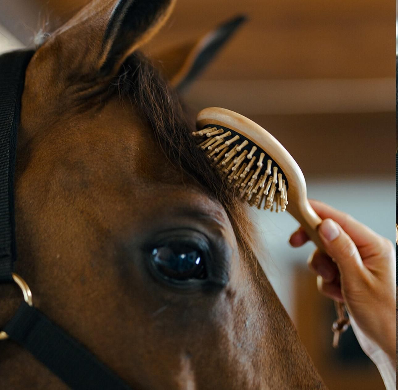 Borstiq Farm - Brosse à crins ronde