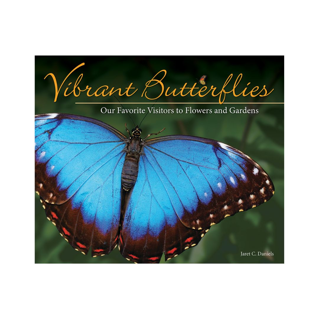 Vibrant Butterflies