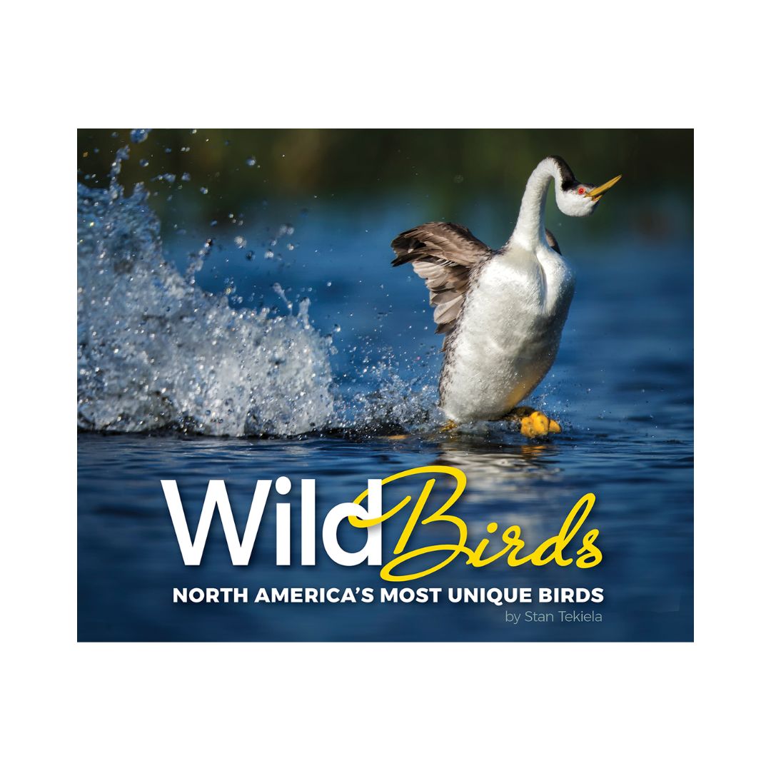 Wild Birds: North America&#39;s Most Unique Birds