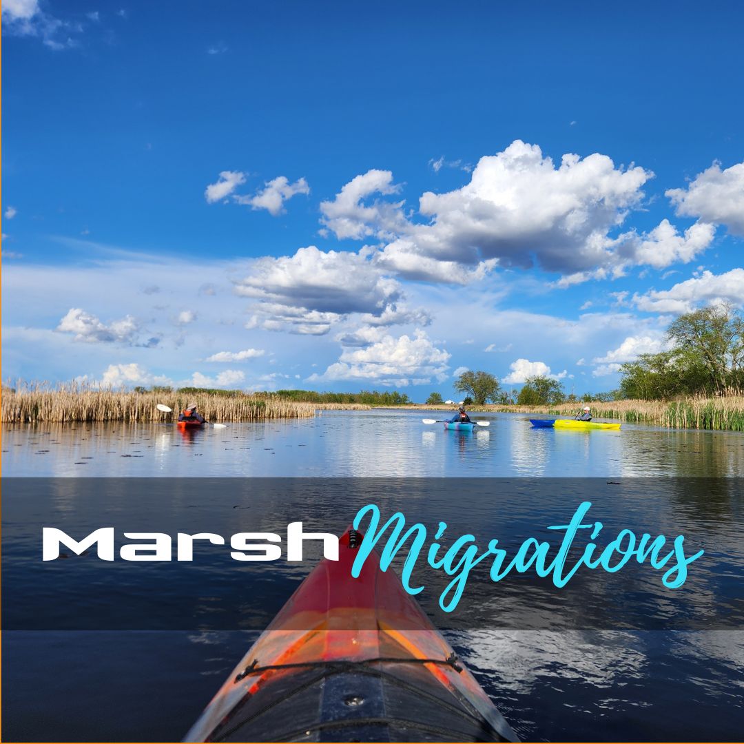 Marsh Migrations Paddle, Date: April 1 - 6-8pm