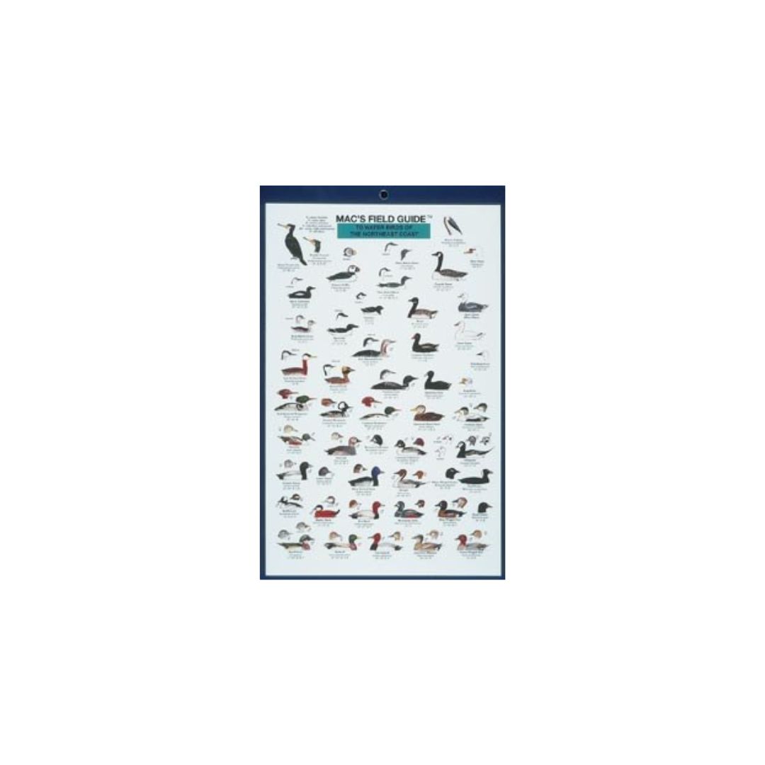 Mac&#39;s Field Guide: Northeast Coastal Water Birds