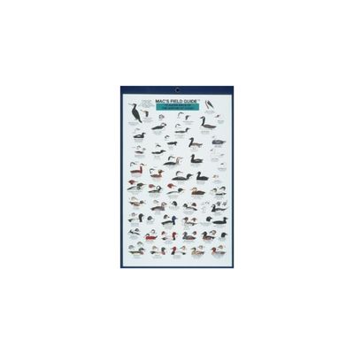 Mac&#39;s Field Guide: Northeast Coastal Water Birds