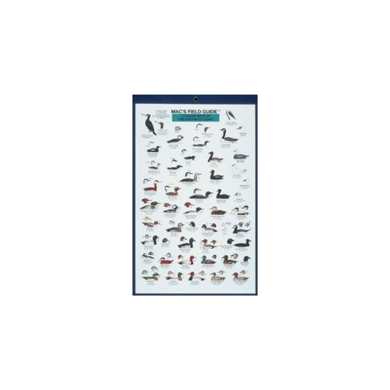 Mac&#39;s Field Guide: Northeast Coastal Water Birds