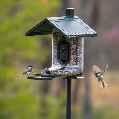 Scout Seed Feeder