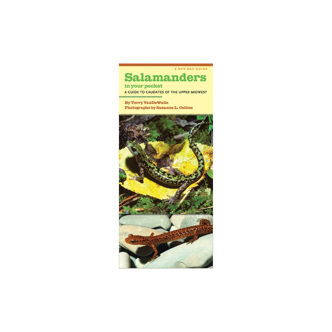 Salamanders in Your Pocket
