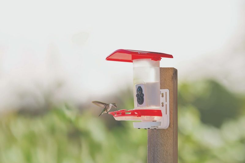 Smart Hummingbird Feeder
