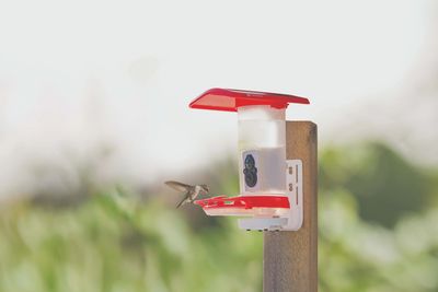 Smart Hummingbird Feeder