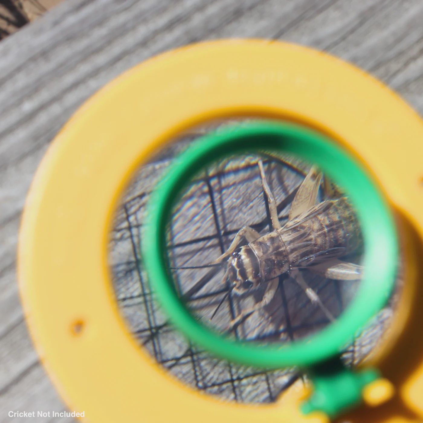 World's Best Bug Jar