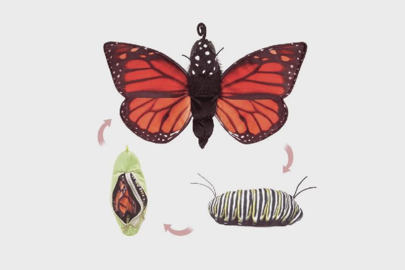 Monarch Life Cycle