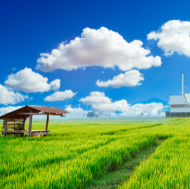 The Importance of Clean Air