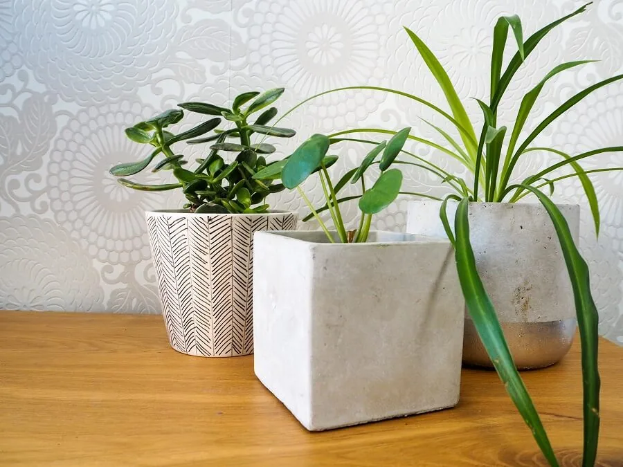 House Plants