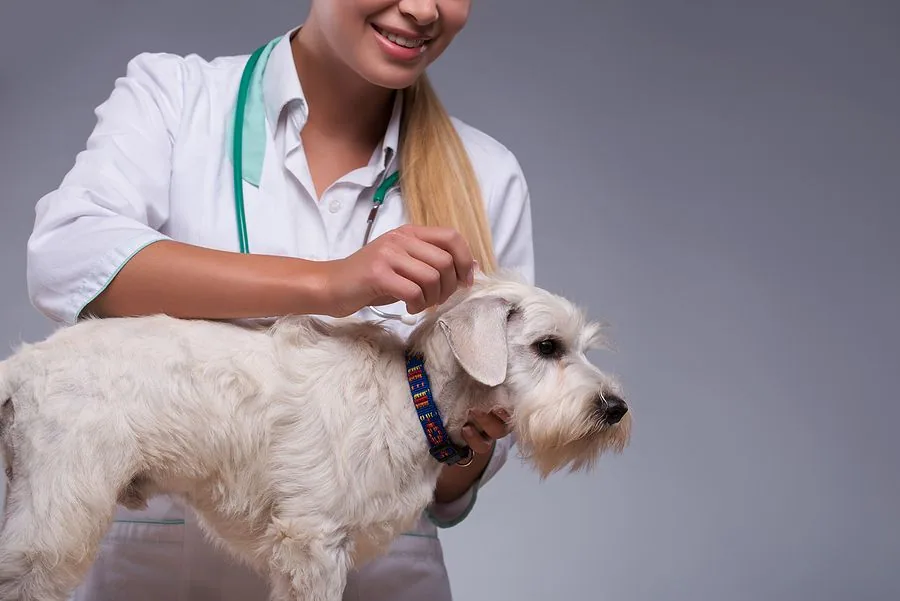 Pet hair analysis