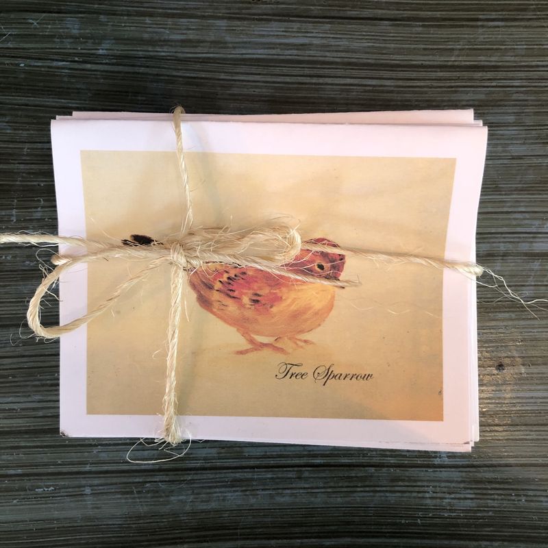 Note Card Set - Birds of Connecticut