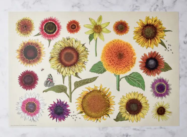 Paper Placemats - Sets of 12, Design: Sunflowers