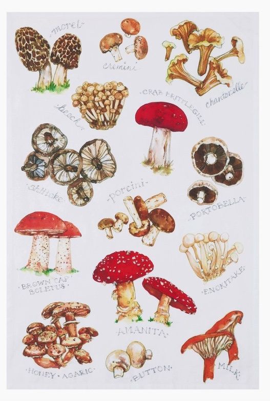 Floursack Cloth Towels - Nature Field Guides