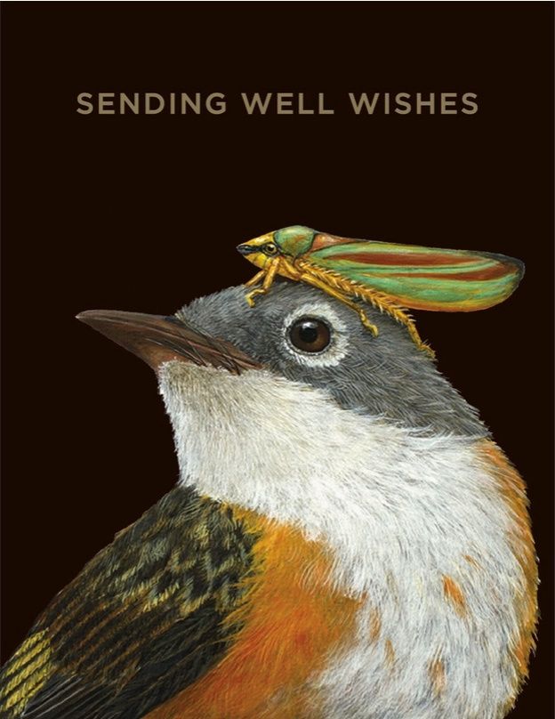 Cards - Sympathy & Get Well, Style: Sending Well Wishes