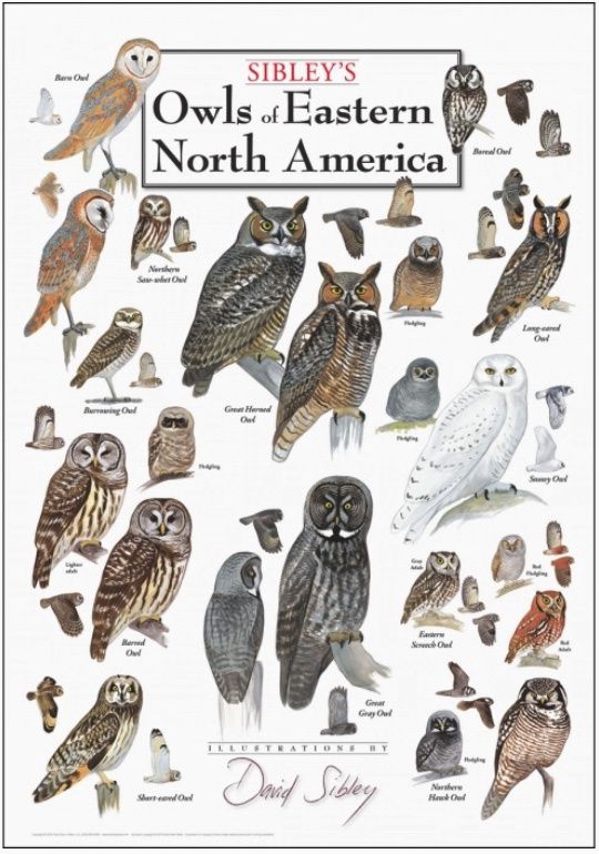 Owls of North America Poster