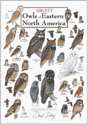 Owls of North America Poster