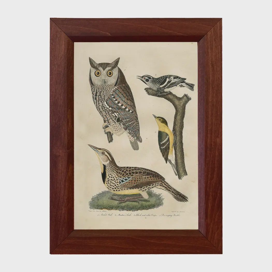 Reproduction Antique Objects and Art, Title: Meadow Lark & Owl Framed Illustration