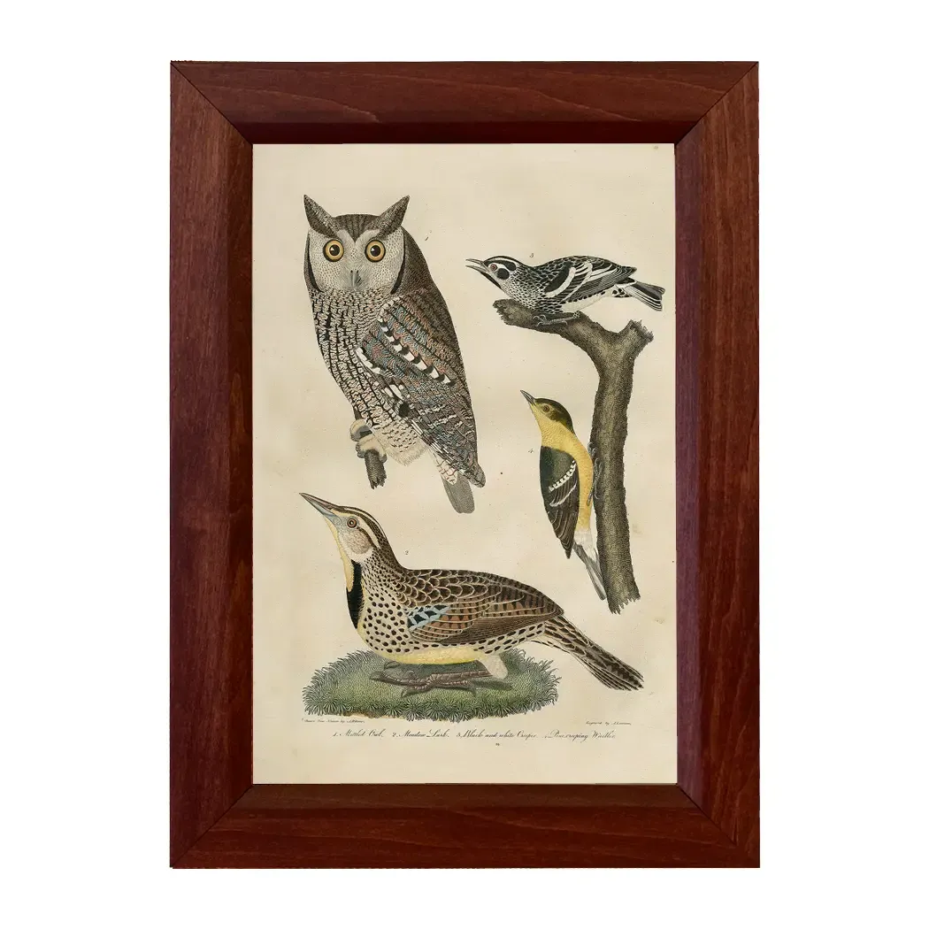 Reproduction Antique Objects, Title: Meadow Lark &amp; Owl Framed Illustration