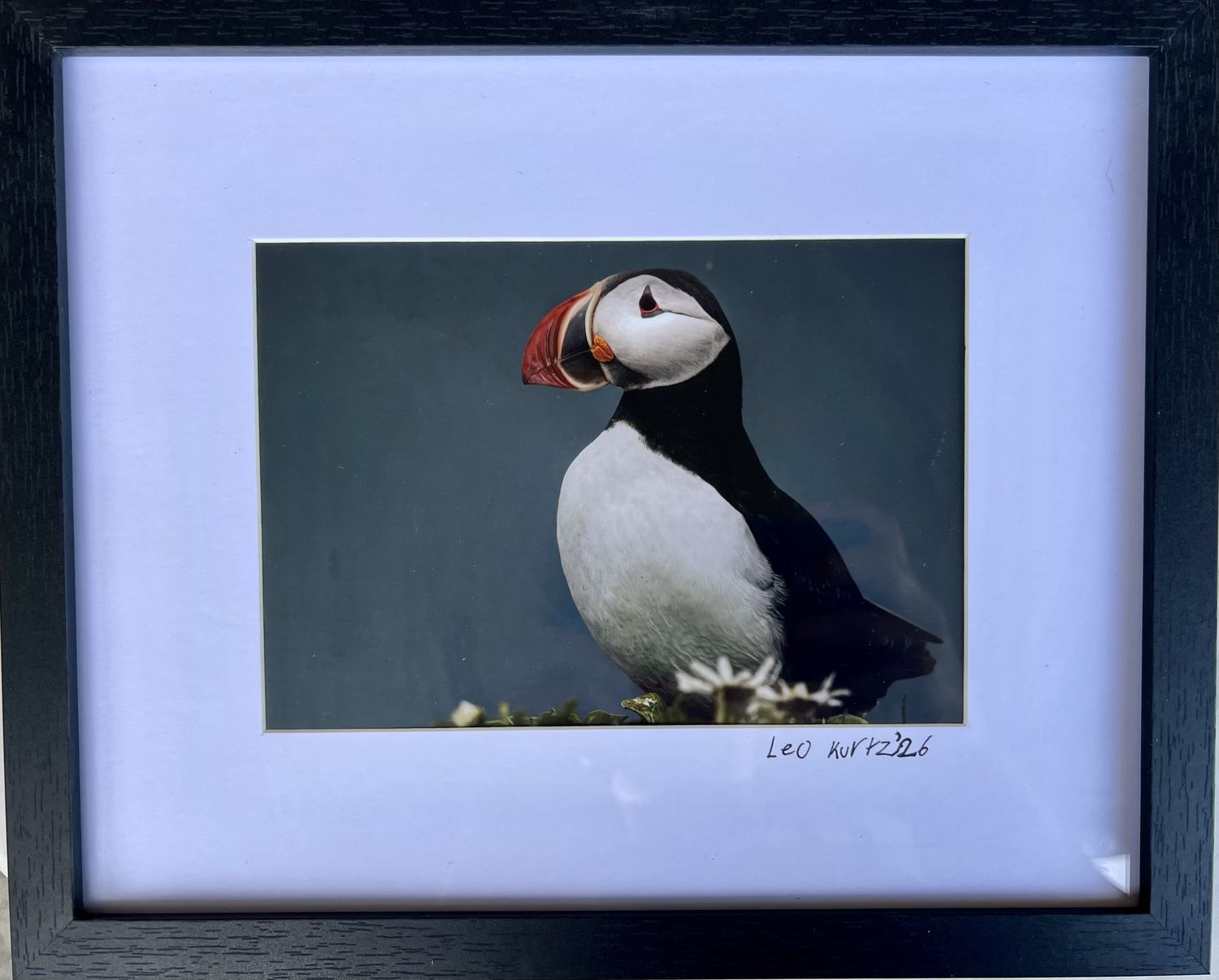 Leo Kurtz Photography, Print: Puffin Framed Print