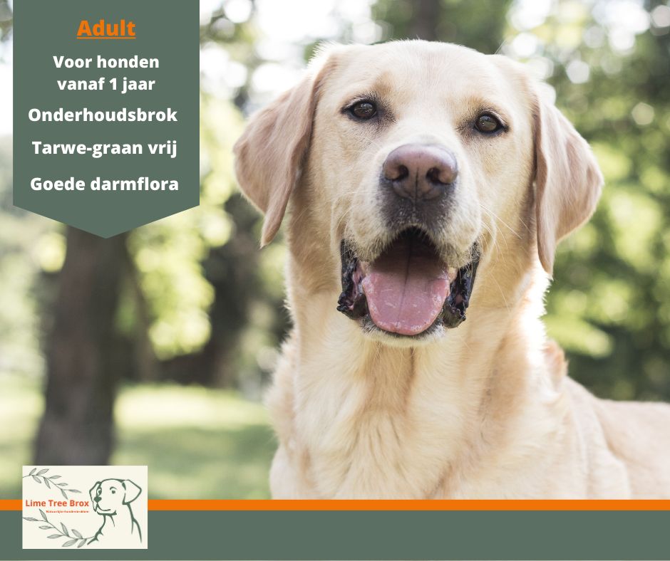 Adult | volwassen hond