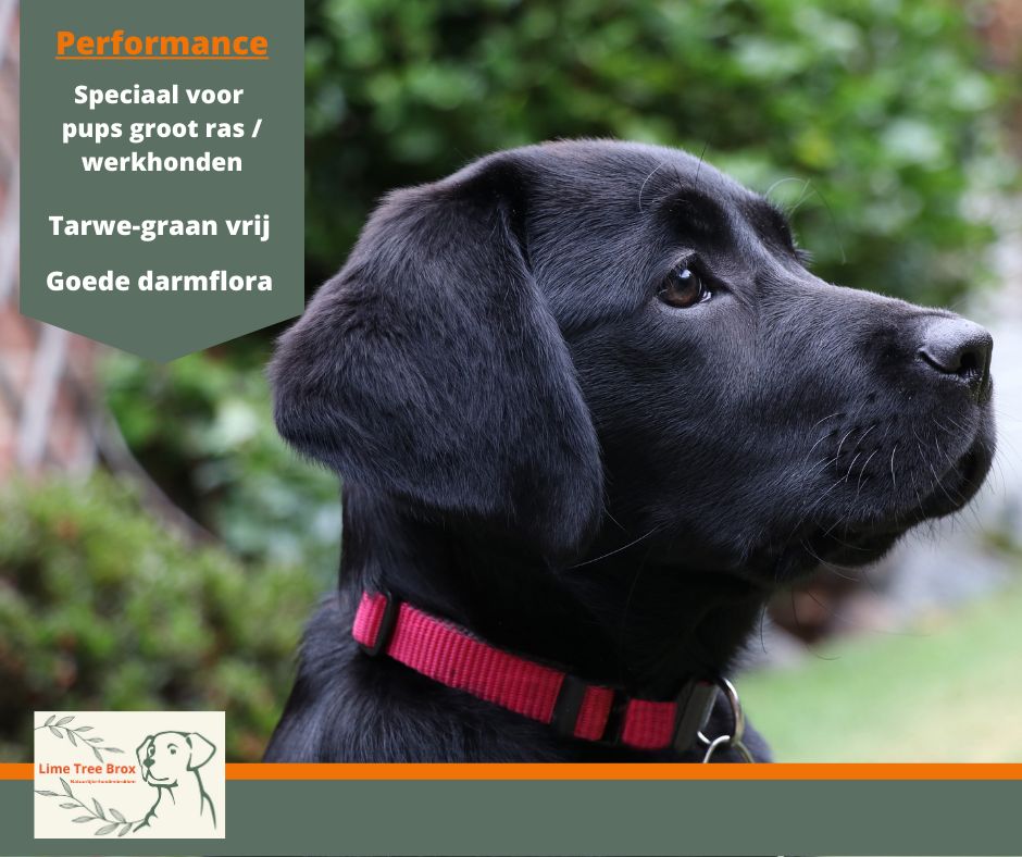 Performance | Junior pups groot ras en werkhonden