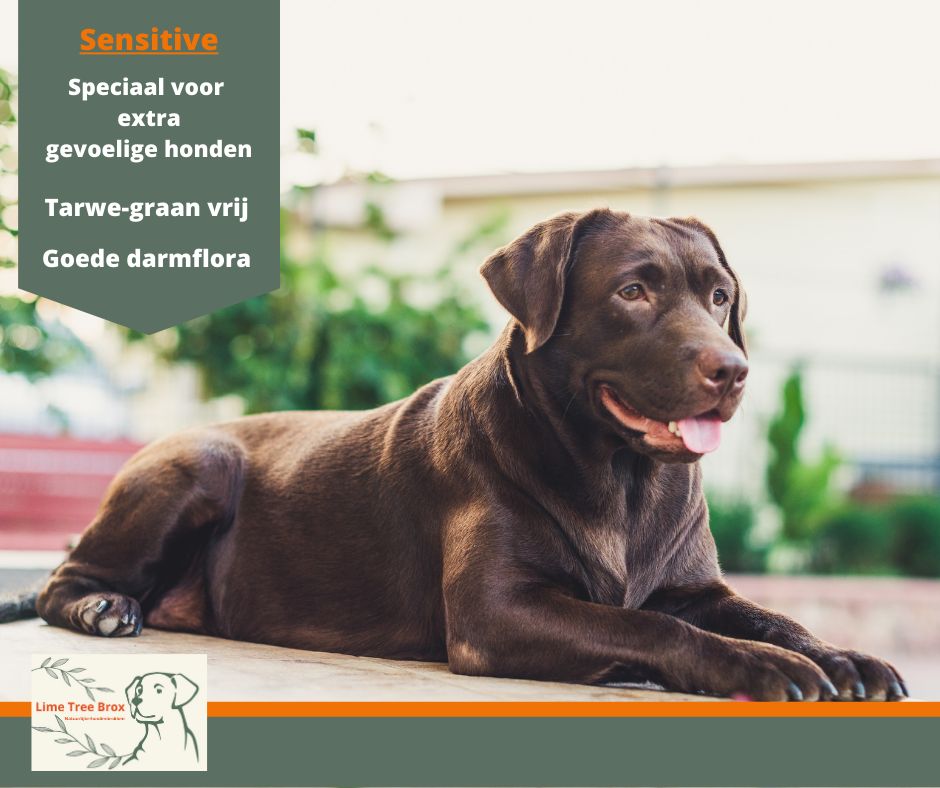 Sensitive | gevoelige hond