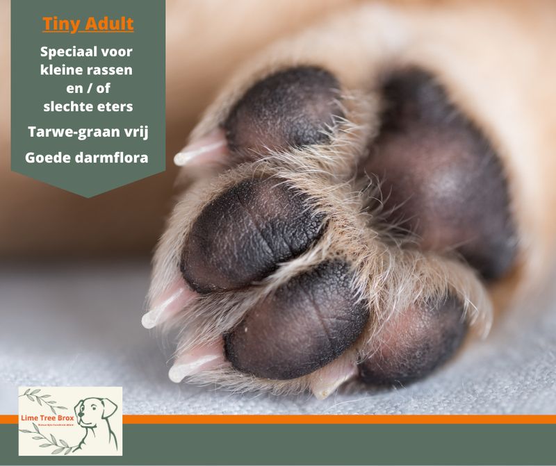 Tiny Adult | volwassen hond klein ras Tiny Adult | volwassen hond klein ras
