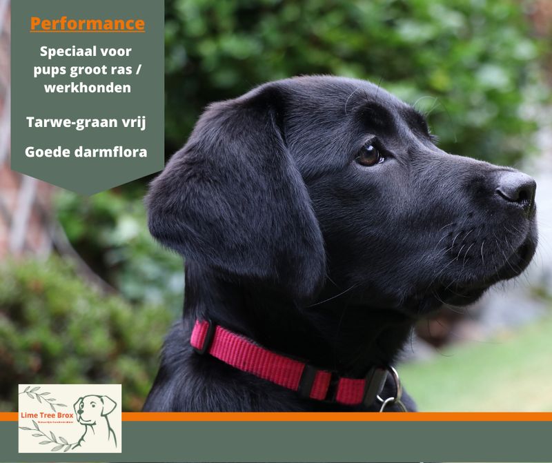 Performance | Junior pups groot ras en werkhonden Performance | Junior pups groot ras en werkhonden