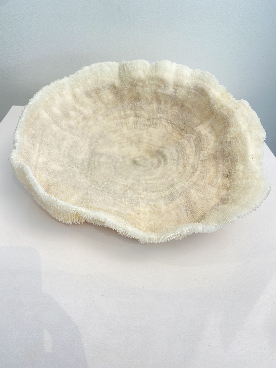 Coral Bowl Prickly 12x11x5