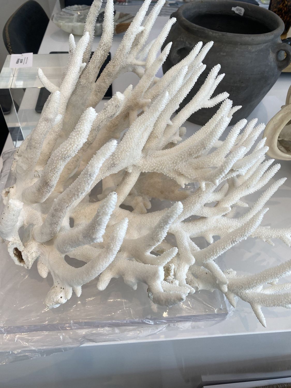 “Staghorn&quot; Coral , White,  16&quot; W x 13&quot; D x 9&quot;H