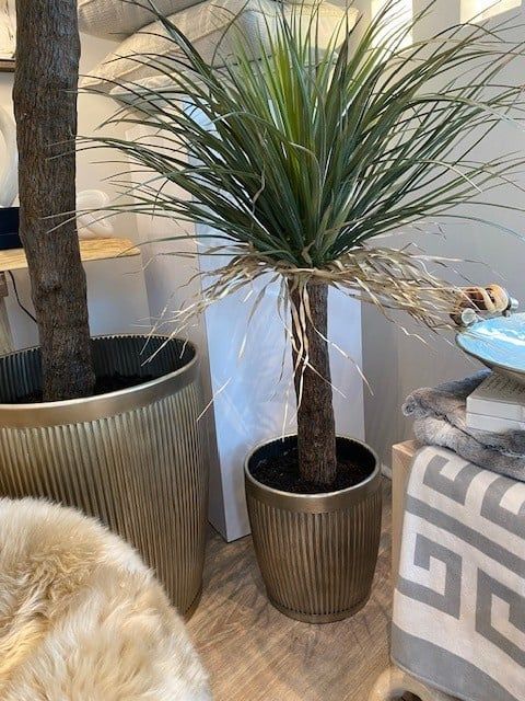 4&#39; Desert Palm Tree Bronze Pot