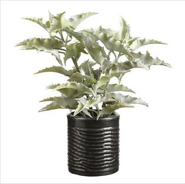 Faux Plant - Large Succulent Staghorn in Horizontal Ribbed Black Planter, 34&quot;