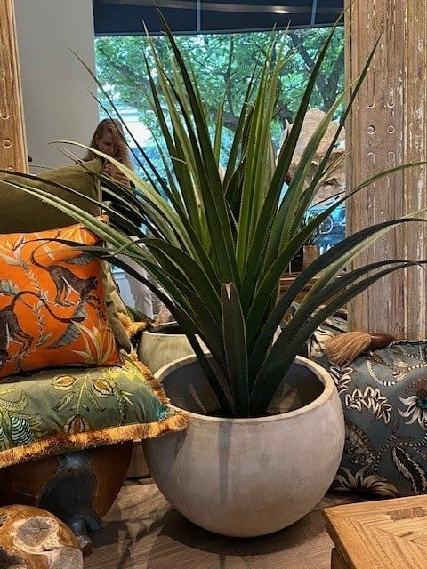 53&quot; Large Yucca In Cement Pot