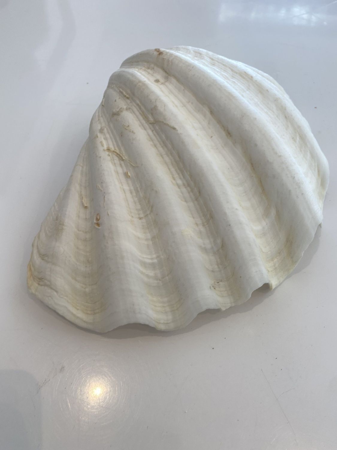Clam Shell Natural Large