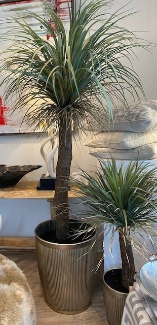 7&#39; Desert Palm Tree In Bronze Pot