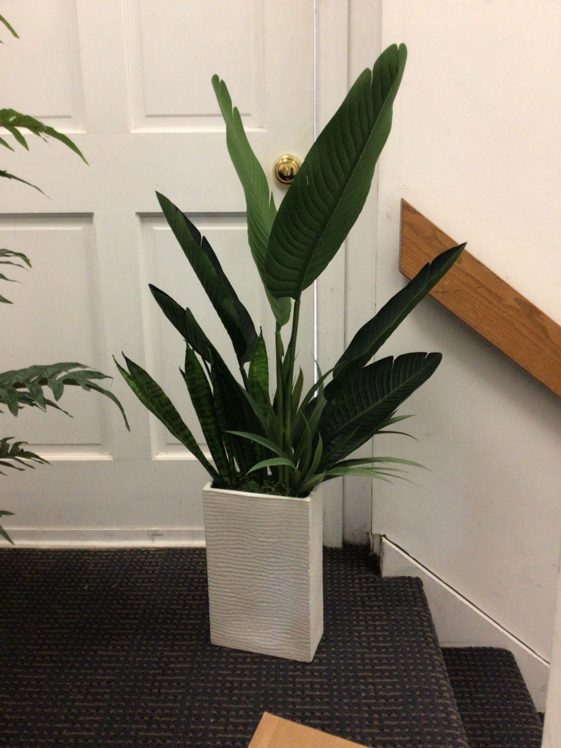 Faux Plant- Palm Leaf/Snake Plant in White Pot- 42&quot;Hx21&quot;Wx16&quot;D