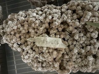 SOLD Desert Rose  438045